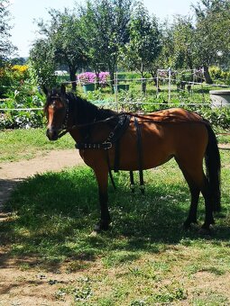 Welsh pony klisna - 3
