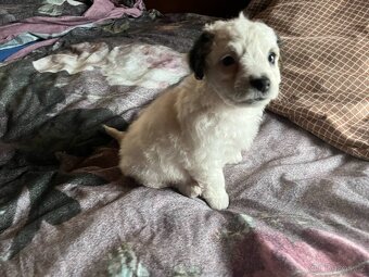 Prodám štěně Jack russel teriér - 3