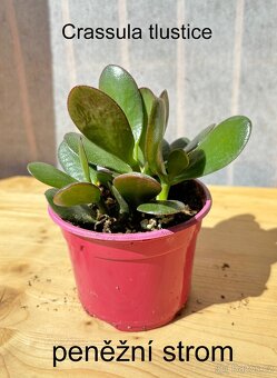 Crassula,Crassula ovata, tlustice, Money plant - 3