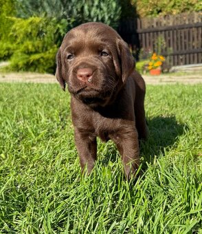Labradorský retrívr - 3