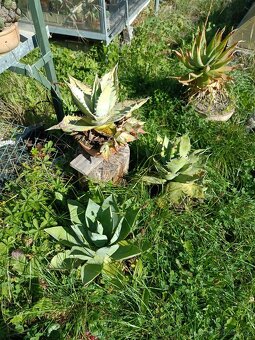 Agave jako dar - 3