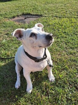 Daruji Jack Russell teriéra - 3