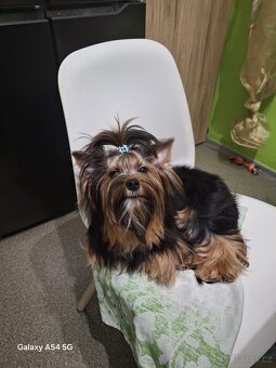 Jorkšírský teriér - 3