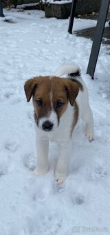 Foxterier hladkosrstý - 3