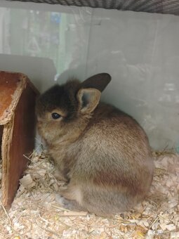 Morčatka, zakrslý králíček - 3