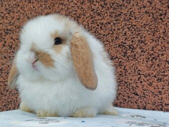 ★MiniLop Králíčci s odběrem na Vánoce ★ - 3