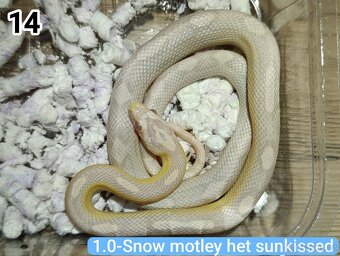 Užovka červená - 3