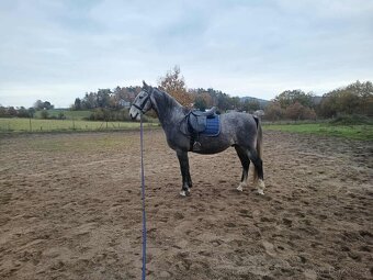 Starokladrubský valach - 3