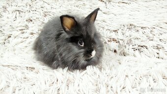 Zakrslý, králík, králíček - HOLLY - 3