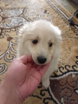 Německý špic bílý - 3