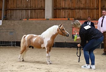 Připouštění plemenným hřebcem amerického minihorse - 3
