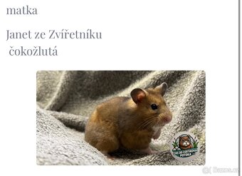 Křeček syrský s PP - 3