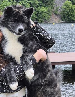 Akita inu s PP, žíhaná fenka - 3