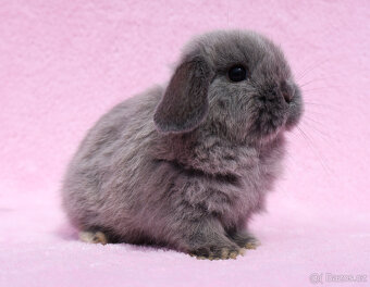 Mini beránek , kuní modrá samička s VP . - 3