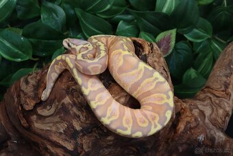 Krajta královská.GHI Banana Pastel het Pied - samice - 3