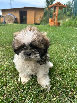 Shih-tzu - 3