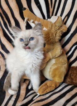 Ragdoll koťátka s PP od FIFE - 3