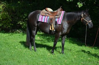 🌟 Na prodej – mladá klisna Paint Horse 🌟 - 3