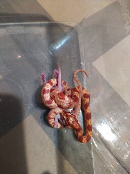 UŽOVKA ČERVENA - 3