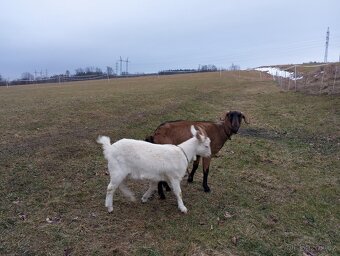 Prodám loňskou kozičku - 3