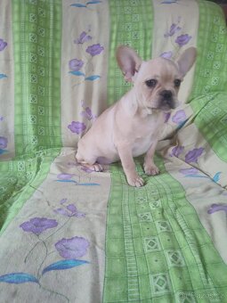 Francouzský buldoček - 3