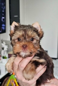 Jorkšírský teriér Čoko - 3