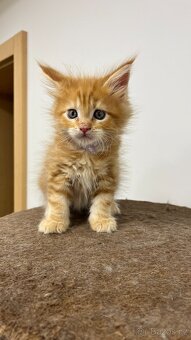 Mainské Mývalí kotě - 3