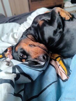 Jezevčík standard 2.5 let - 3