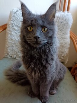 Mainská mývalí kočka - 3