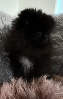 Pomeranian - fenka s PP - 3