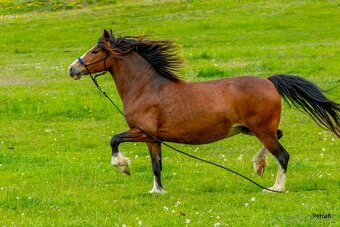 16-ti letá chovná klisna welsh pony sekce C - 3