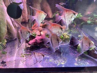 Pterophyllum scalare "Santa Isabel - 3