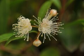 Eugenia myrtifolia -Eugénie - 5O let - 3
