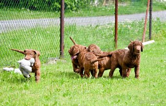 Hnědý retriever (jako hnědý labrador-chesapeake) s PP - 3