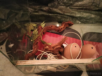 Terarium na hady,agamy nebo jiná terarijní zvířata - 3