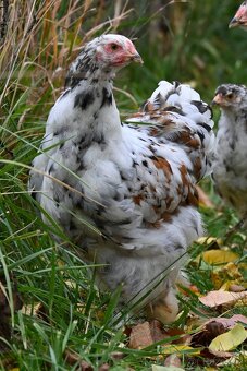 Kohouti brahmánky porcelánové - 3