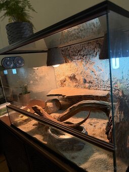 Agama vousatá + terárium - 3