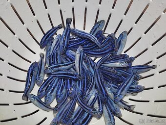 TLAMOVCI TANGANIKA MALAWI - 3