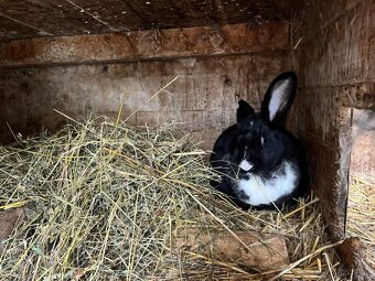 Chovný samec, samice - 3