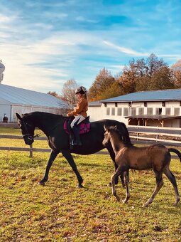 Hřebeček PREx fris - 3