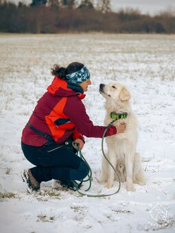 Slovenský čuvač - 3