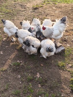 Brahmánka velká - 3