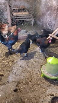 Kohouti Marans - 3