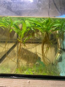 Akvarijní rostliny - 3