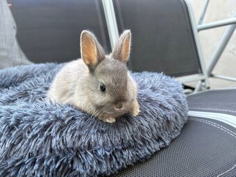 ♥️zakrslý králík- modrá samička již k odběru - 3