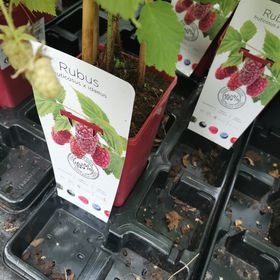 Maliny sladké velkoplodé 255 Kč/sazenice. Prodej v Plzni - 3