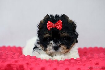 biewer yorkshire terrier s PP IHR - 3