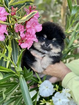 Nádherná štěňátka pomeraniana s PP - 3