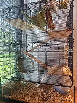 Degu hledaji milujici rodinu - 3