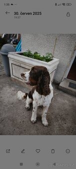 Anglický špringršpaněl - 3